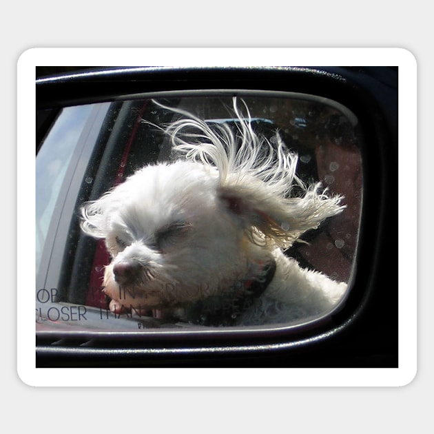 Oooh, how I love the wind and rain in my hair... Sticker by rozmcq